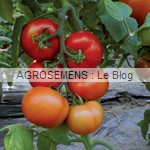 Tomate Fiorentino F1, agrosemens