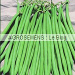 Haricot nain fin Pongo, Agrosemens