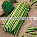 haricot bio - semences maraîchères AGROSEMENS