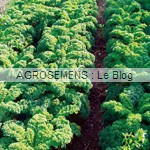 chou kale bio, Haldbhoher, semence Agrosemens