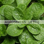 Mâche bio, graines bio, agrosemens