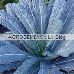 chou kale bio, Noir de Toscane, semence Agrosemens