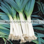 poireau bio semences maraîchères AGROSEMENS