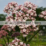 Valeriane, agrosemens, semence bio