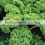 chou kale bio, Westlandse-Winter, semence Agrosemens