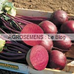 betterave bio, semences bio-agrosemens