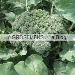 chou brocoli bio-agrosemens