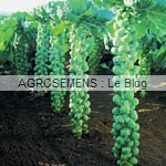 chou-bruxelles-semences bio-agrosemens