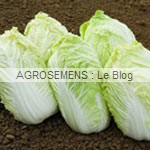 chou bio de chine - agrosemens