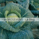 chou bio semences maraicheres AGROSEMENS