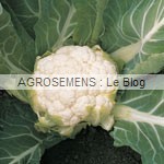 chou-fleur- semences AGROSEMENS
