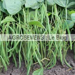 haricot bio, semences bio-agrosemens