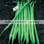 haricot-aiguillon-bio