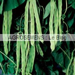 Haricot plat Vitalis, Agrosemens