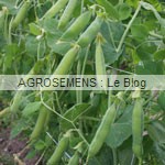 pois- semences bio agrosemens