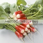 radis bio graines potagères-Agrosemens