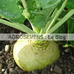 rutabaga-chou-navet bio agrosemens