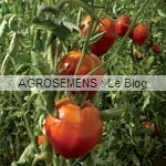 tomate  - semences bio AGROSEMENS