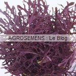 jeunes pousses-bio-Mizuna-Rouge agrosemens