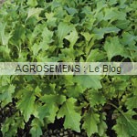 jeunes pousses-bio-Mizuna Agrosemens