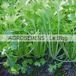 jeunes pousses-bio-Namenia Agrosemens