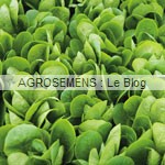 jeunes pousses-bio-Palosta Agrosemens