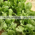 jeunes pousses-bio-Pe-tsai Granaat agrosemens demeter