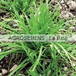 jeunes pousses-bio-Plantain demeter agrosemens