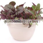 jeunes pousses-bio-Red Ruby Chard Agrosemens