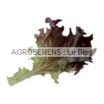 jeunes pousses-bio-Rosalo Agrosemens