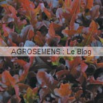 jeunes pousses-bio-Sadawi Agrosemens