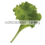 celinet - jeunes pousses bio - Semences AGROSEMENS