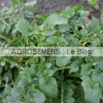 jeunes pousses-bio-cresson agrosemens