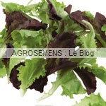 jeunes pousses-bio-Mesclun Crétois agrosemens