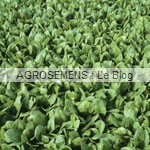 jeunes pousses-bio-epinard agrosemens