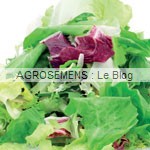 jeunes pousses-bio-mesclun de chicorée agrosemens