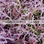 moutarde rouge - jeunes pousses bio - semences bio AGROSEMENS