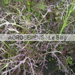 jeunes pousses-bio-Purple Frills agrosemens