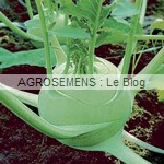 chou-rave - semences bio AGROSEMENS