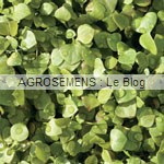 jeunes pousses-bio-pourpier agrosemens