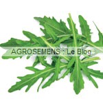 jeunes pousses-bio-roquette agrosemens