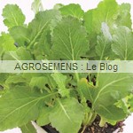 Sériphon - jeunes pousses bio - Semences AGROSEMENS