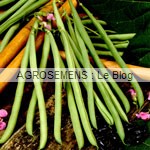 Haricot bio, semences bio agrosemens