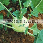 chou-rave bio - semences bio AGROSEMENS