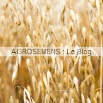 engrais verts bio - avoine - agrosemens