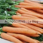 CAROTTE bio, semences agrosemens