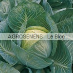 Chou bio, graines potagères bio agrosemens