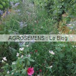 engrais vert viticulture - semences bio AGROSEMENS