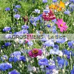 Mellifère abeilles - semence agrosemens