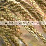 engrais verts bio - Epeautre - Agrosemens